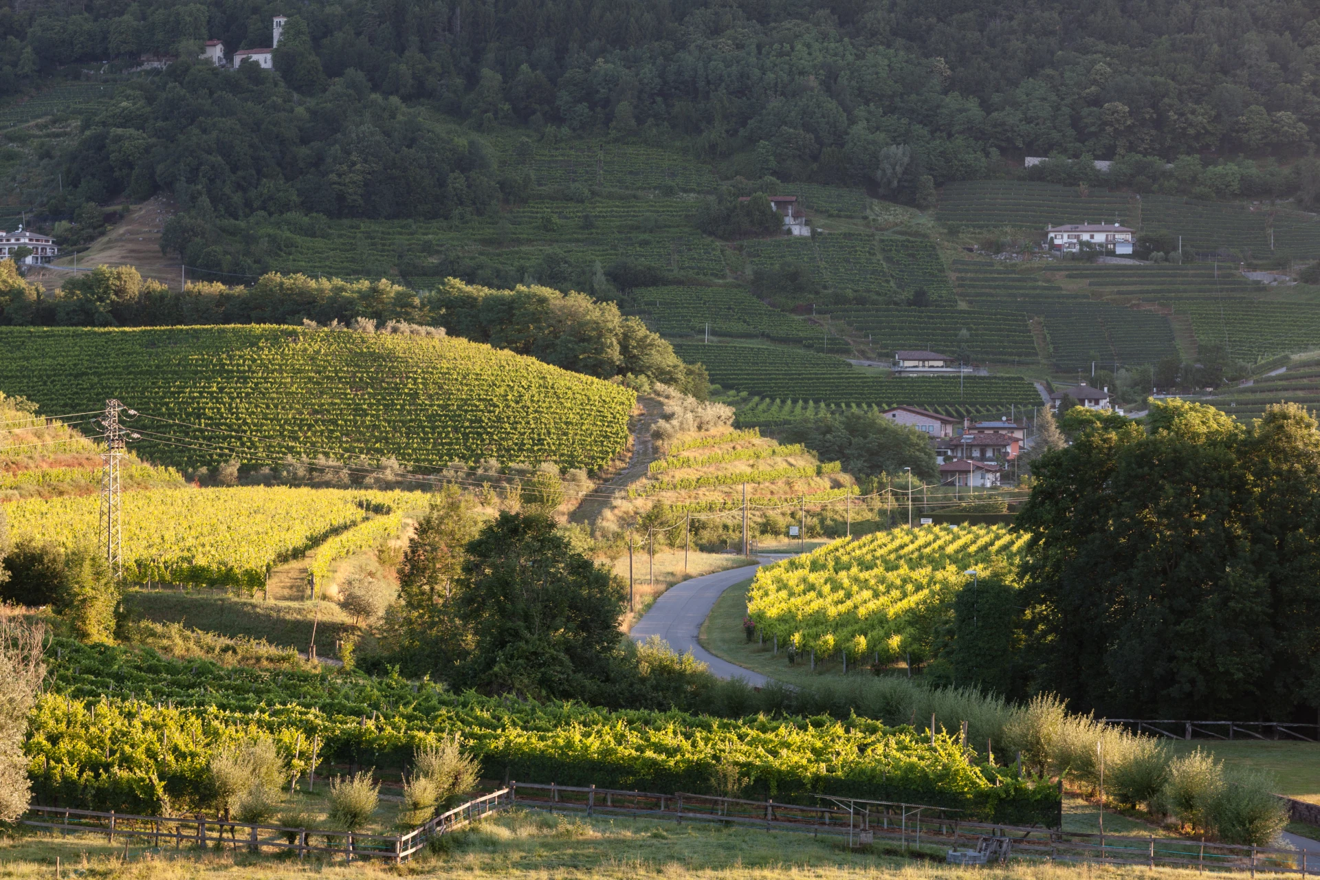 I vigneti della cantina I Comelli sulle colline di Nimis