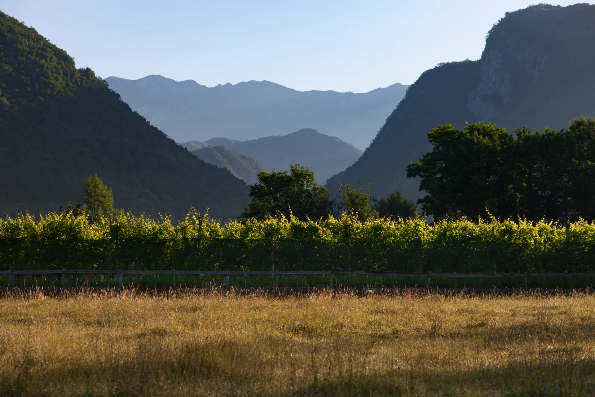 Vigneti e montagne nel territorio di Nimis