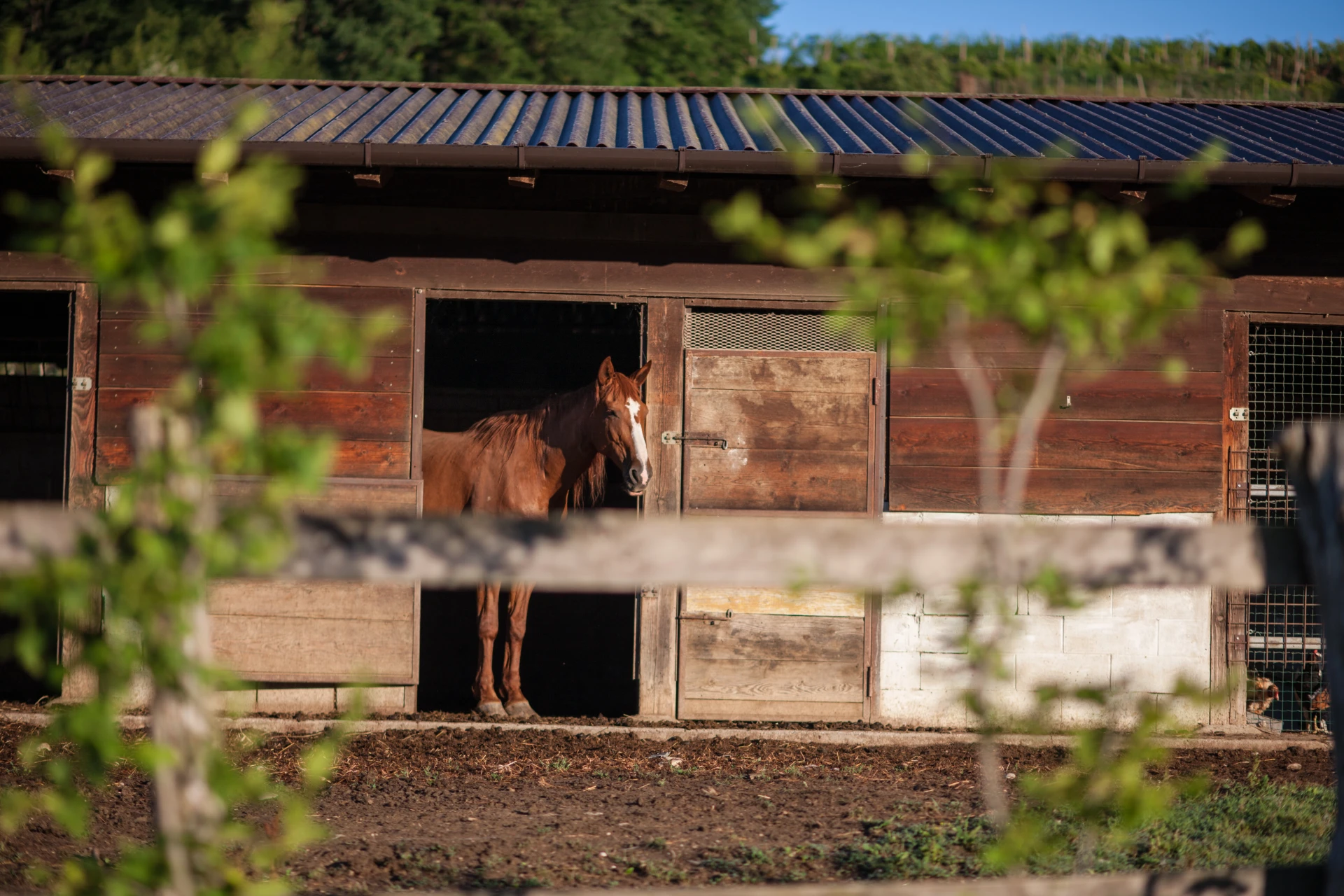 Un cavallo allevato nell’azienda I Comelli