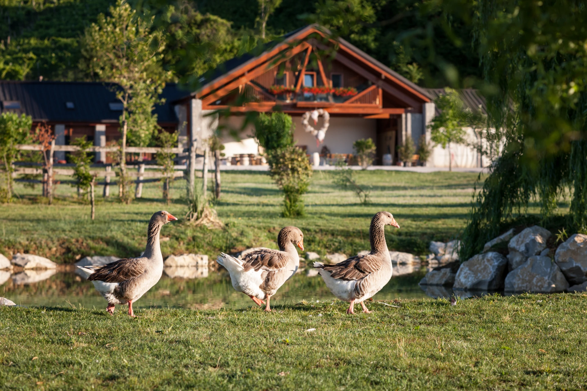 Le oche nell’area verde dell’agriturismo